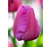 Tulipa - Purple Pride