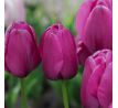 Tulipa - Purple Pride