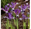 Iris reticulata - Spot On