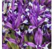 Iris reticulata - Spot On