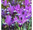 Iris reticulata - Spot On
