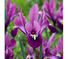 Iris reticulata - Rejoice