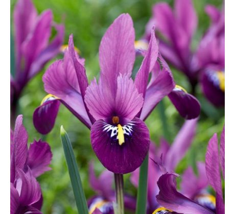 Iris reticulata - Rejoice