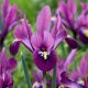 Iris reticulata - Rejoice