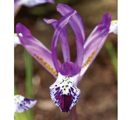 Iris reticulata - Spot On