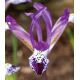 Iris reticulata - Spot On