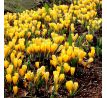 Crocus - Golden Yellow Mammoth