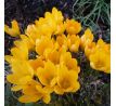 Crocus - Golden Yellow Mammoth