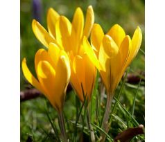 Crocus - Golden Yellow Mammoth