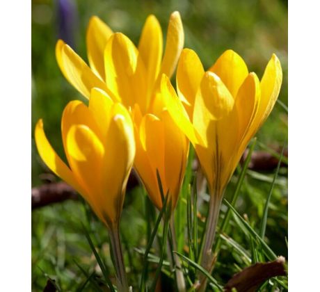 Crocus - Golden Yellow Mammoth