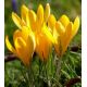 Crocus - Golden Yellow Mammoth