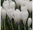 Crocus - Ice Queen