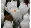 Crocus - Ice Queen