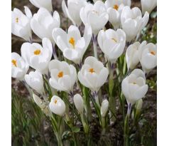 Crocus - Ice Queen