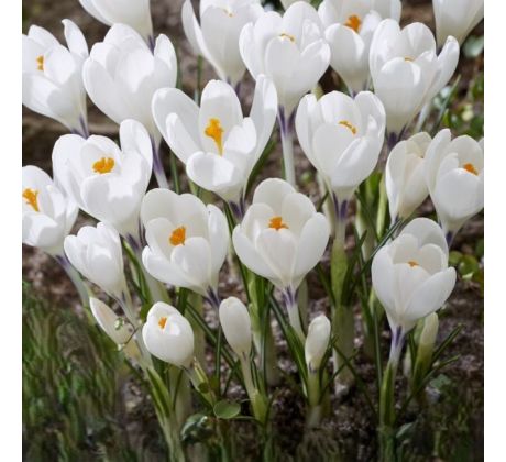 Crocus - Ice Queen