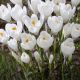 Crocus - Ice Queen
