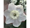 Narcissus - Falmouth Bay