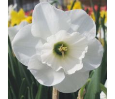 Narcissus - Falmouth Bay