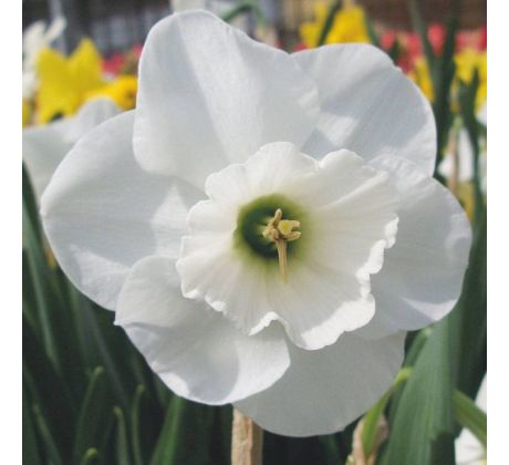 Narcissus - Falmouth Bay