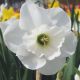 Narcissus - Falmouth Bay