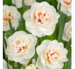 Narcissus - Gay Tabor