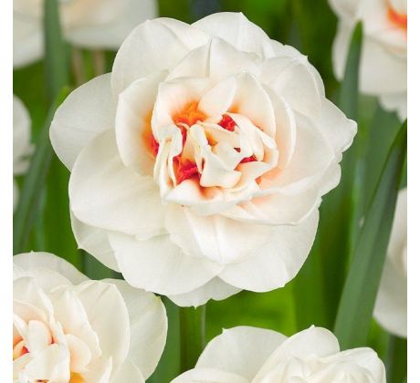 Narcissus - Gay Tabor