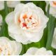Narcissus - Gay Tabor