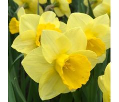 Narcissus - Golden Salome