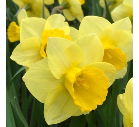 Narcissus - Golden Salome