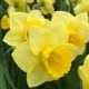Narcissus - Golden Salome