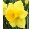 Narcissus - Golden Salome