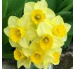Narcissus - Golden Salome