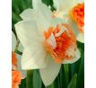 Narcissus - Candy Princess