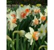 Narcissus - Candy Princess