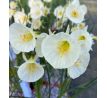 Narcissus - bulbocodium Arctic Bells