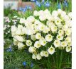 Narcissus - bulbocodium Arctic Bells