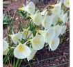 Narcissus - bulbocodium Arctic Bells