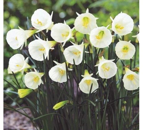 Narcissus - bulbocodium Arctic Bells