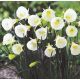 Narcissus - bulbocodium Arctic Bells