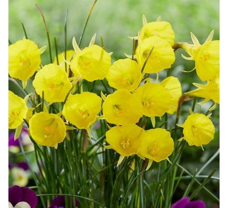 Narcissus - bulbocodium Casual Elegance