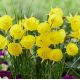 Narcissus - bulbocodium Casual Elegance