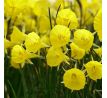 Narcissus - bulbocodium Casual Elegance