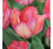 Tulipa - Pink Sound/10ks v balení