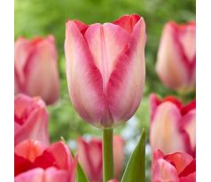 Tulipa - Pink Sound/10ks v balení