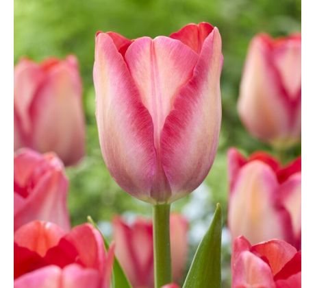 Tulipa - Pink Sound/10ks v balení