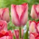 Tulipa - Pink Sound/10ks v balení