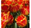 Tulipa - Banja Luka/10ks v balení