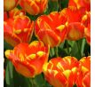 Tulipa - Banja Luka/10ks v balení