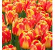 Tulipa - Banja Luka/10ks v balení