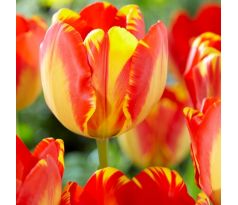 Tulipa - Banja Luka/10ks v balení